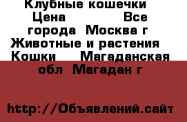 Клубные кошечки › Цена ­ 10 000 - Все города, Москва г. Животные и растения » Кошки   . Магаданская обл.,Магадан г.